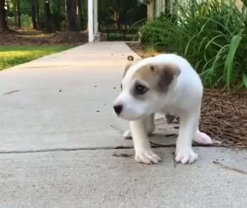 puppy walking on the street