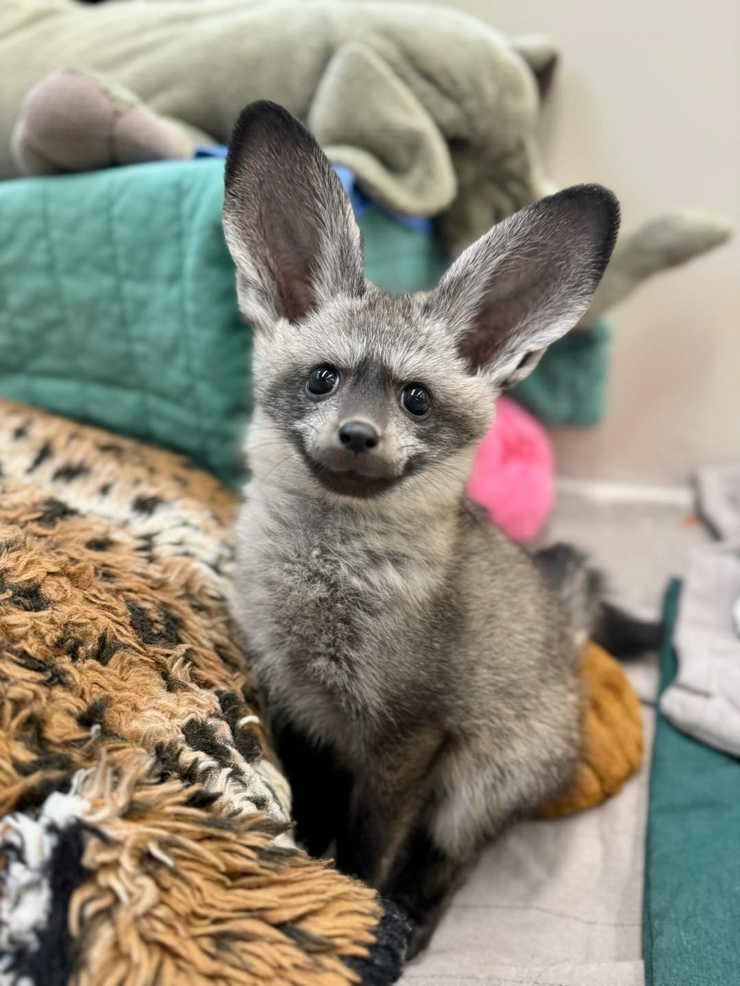 puppy with big ears