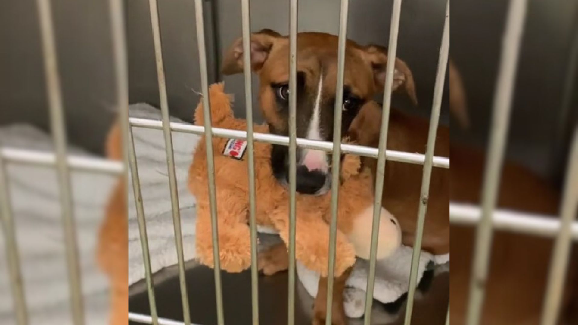 Puppy Was Sad When Her Owners Returned Her To The Shelter Because She Was Not Potty-Trained