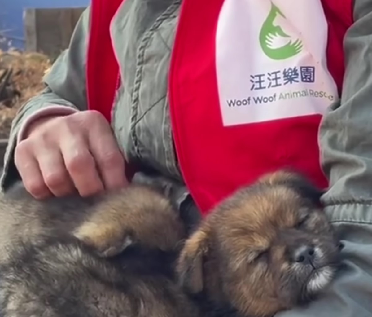 rescuer holding puppies