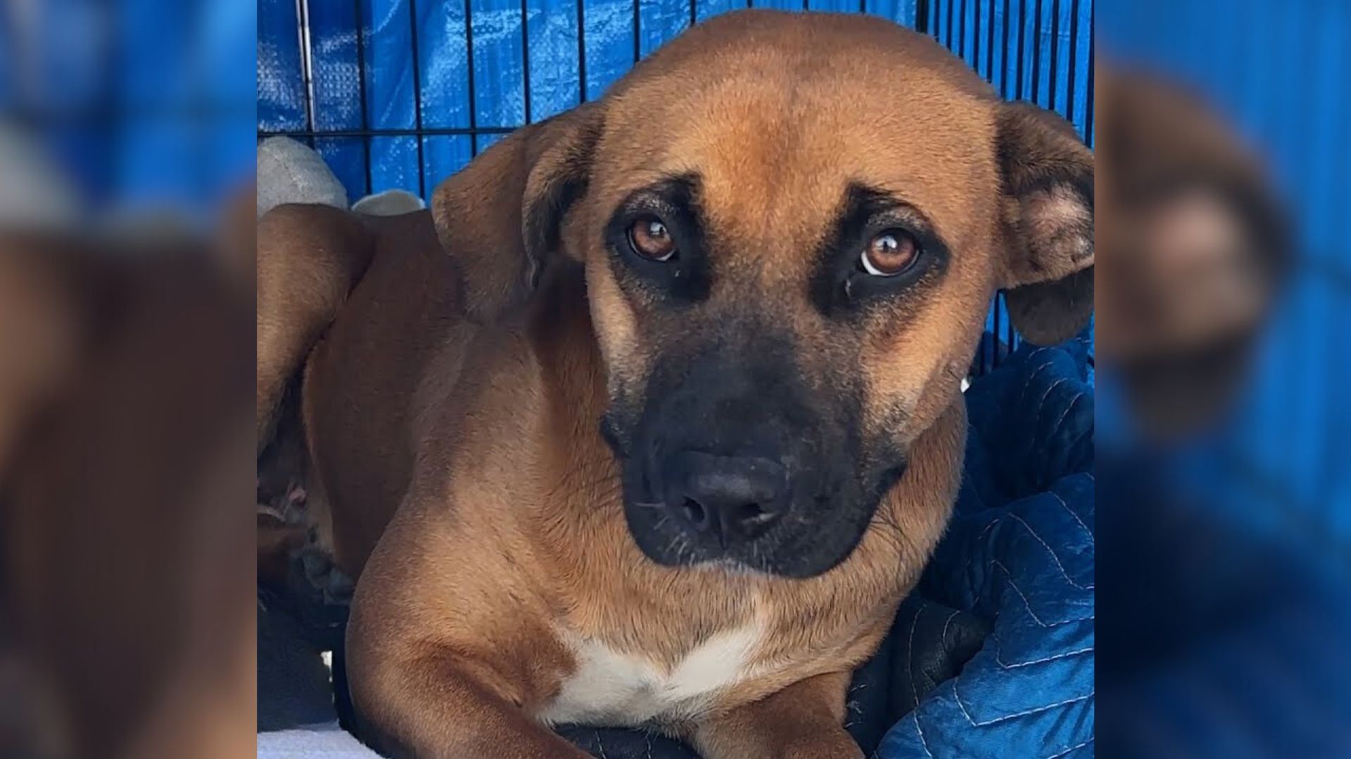 Rescuer Swears An Oath To Abused Pup That She Will Make Her Life Worth Living