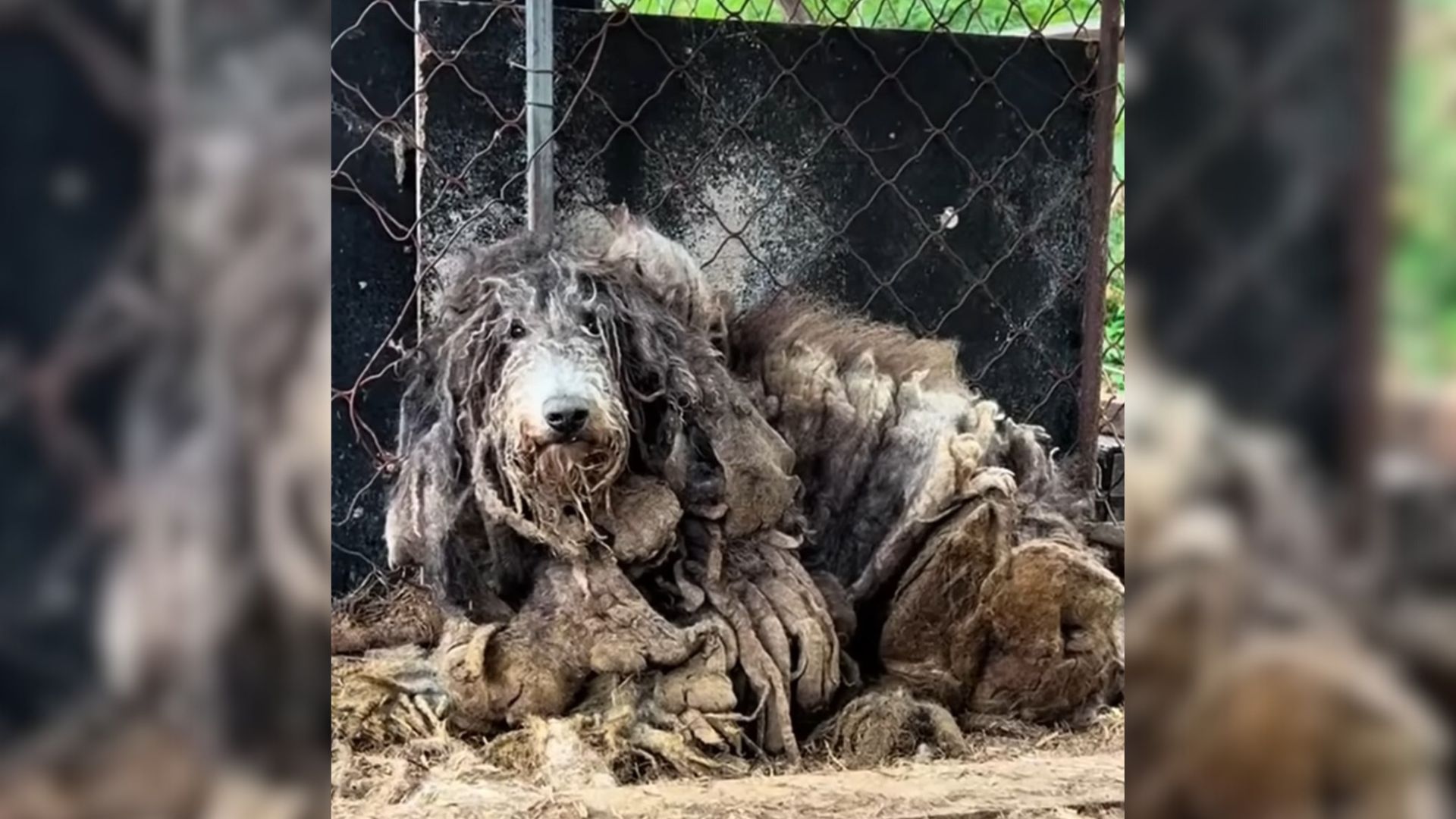 Rescuers Couldn’t Believe How Handsome This Pup Was After They Shaved Off 11 Pounds Of Fur From His Body