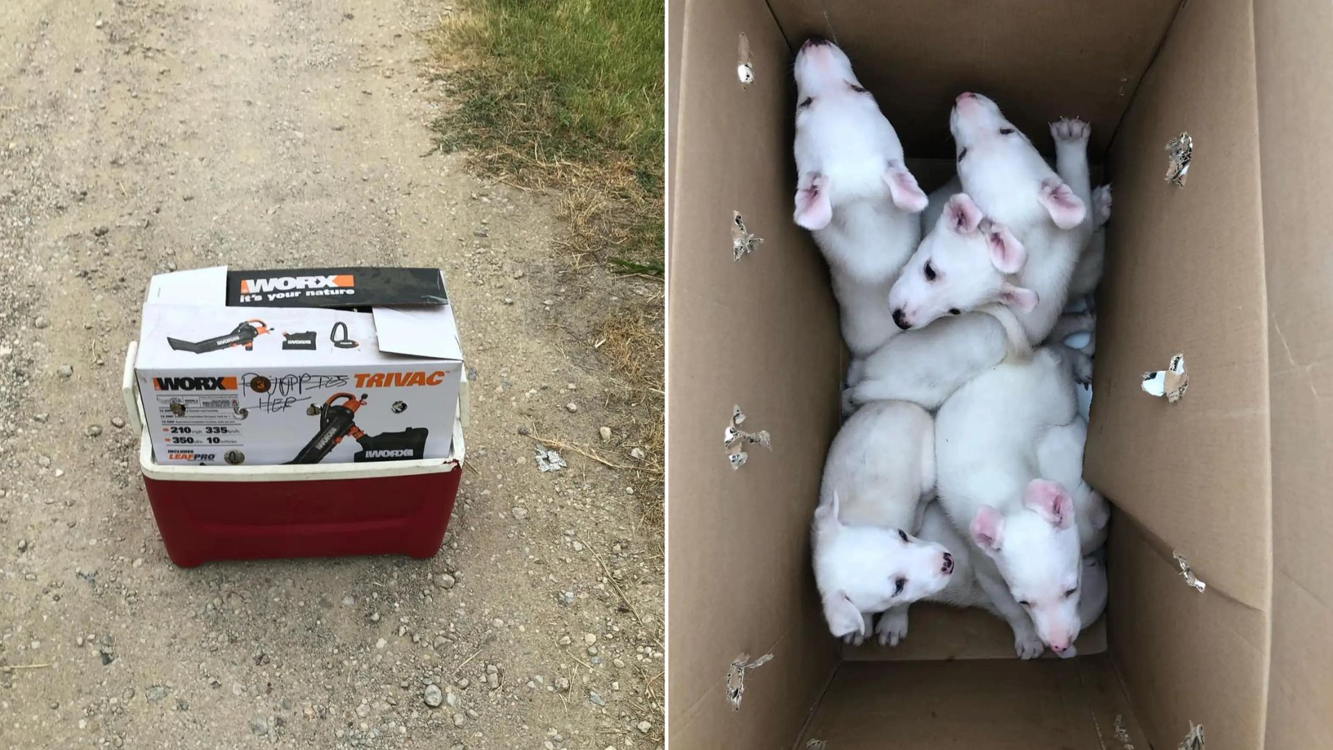 Rescuers Discover Little Puppies Dumped On Their Property And Realize That They Are Hiding A Secret