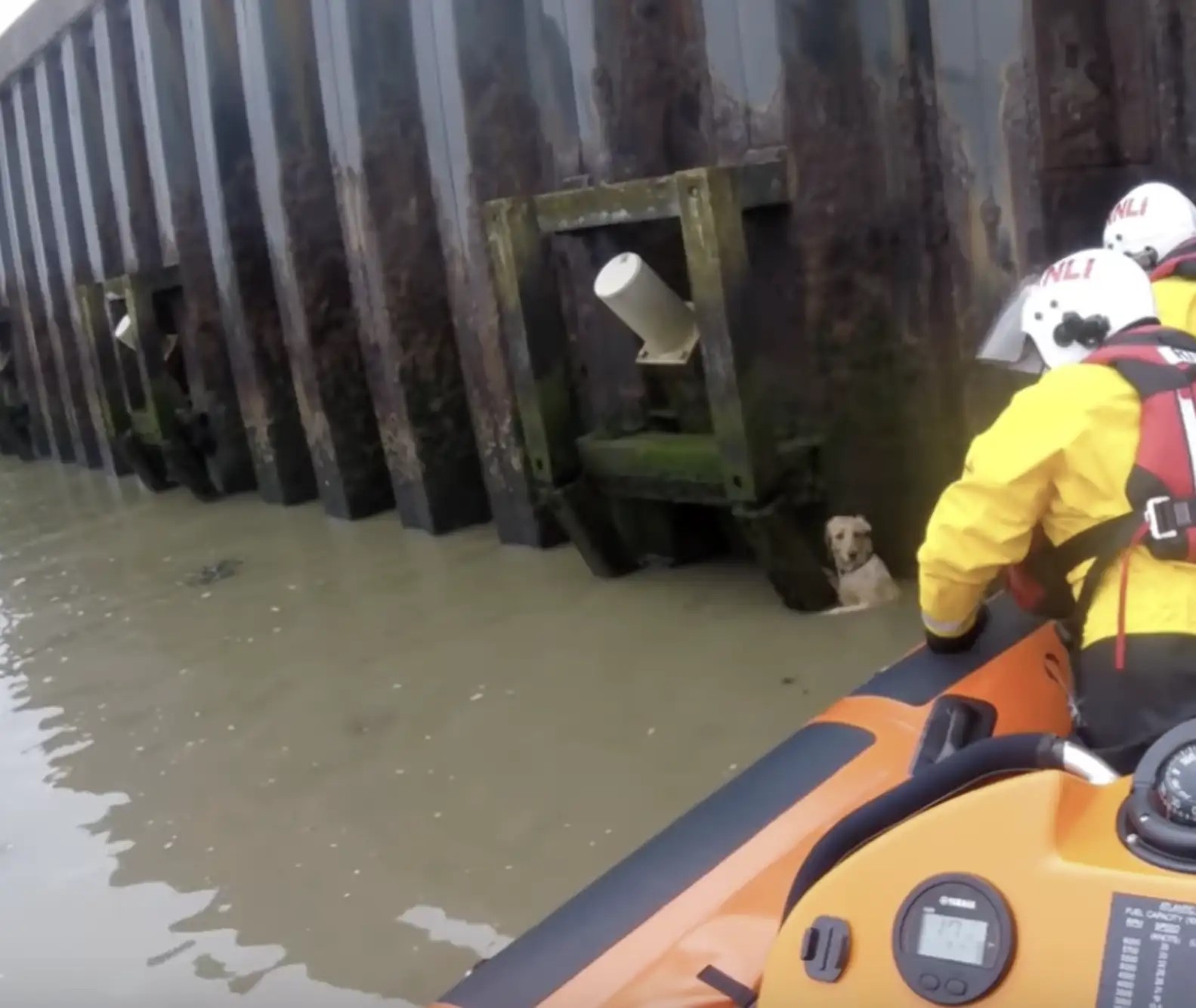 rescuers helping dog in the river