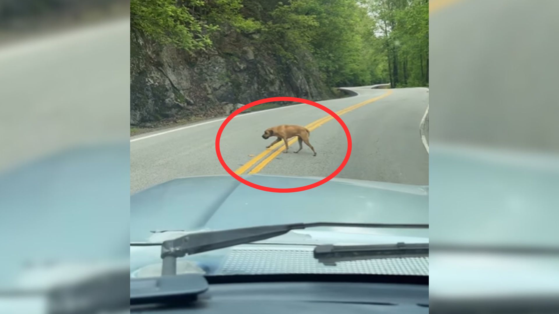 Rescuers Saved A Dog They Found On The Road Only To Learn His Tragic Backstory