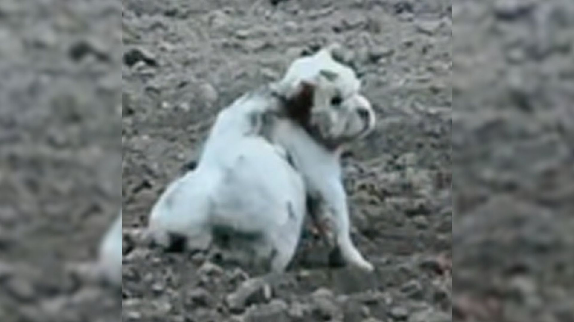 Rescuers Went To Save This Scared Dog And Quickly Noticed Something Was On His Neck