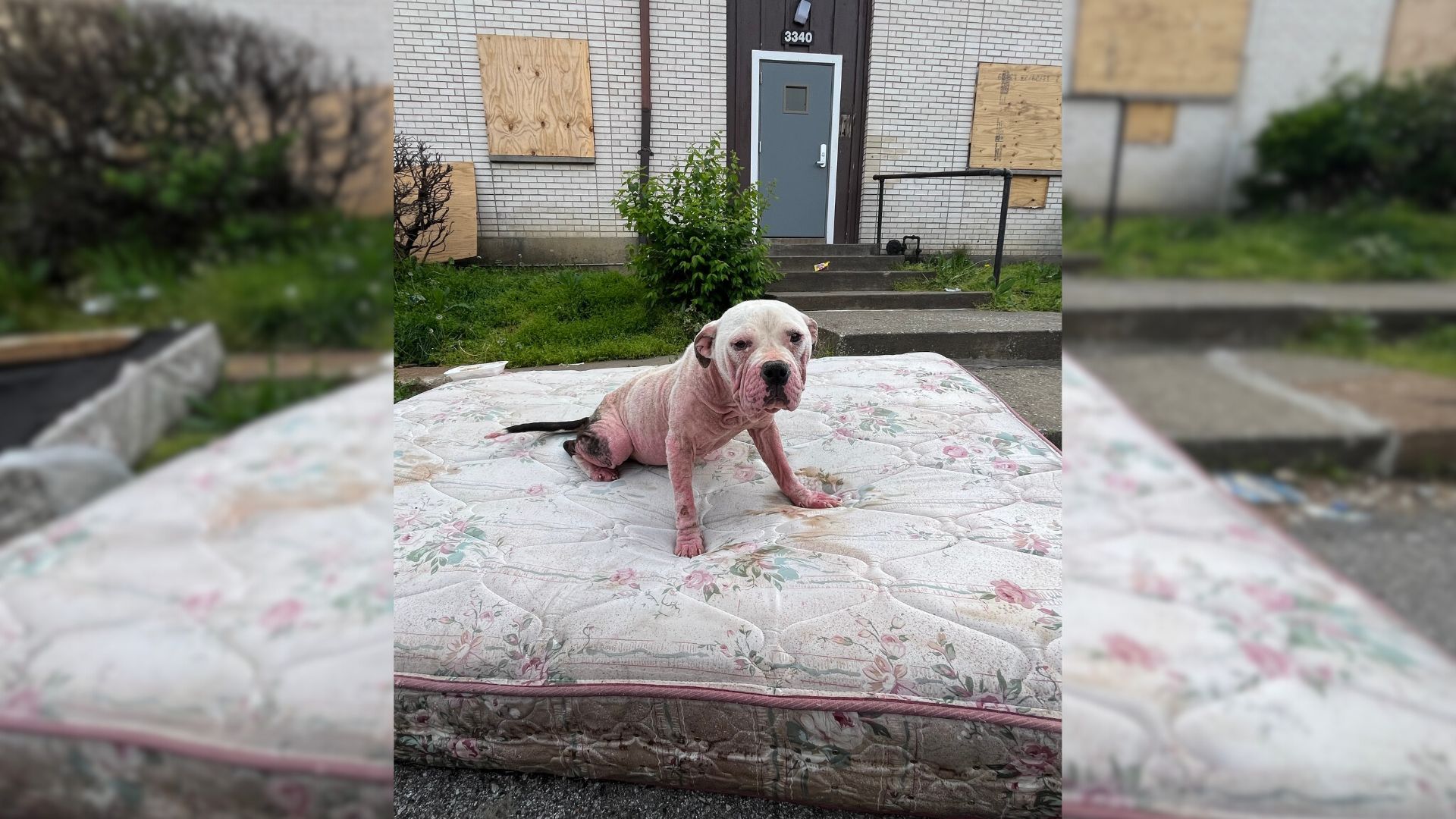 St. Louis Rescuers Shocked To Find Dog On Old Mattress In Front Of Abandoned Building