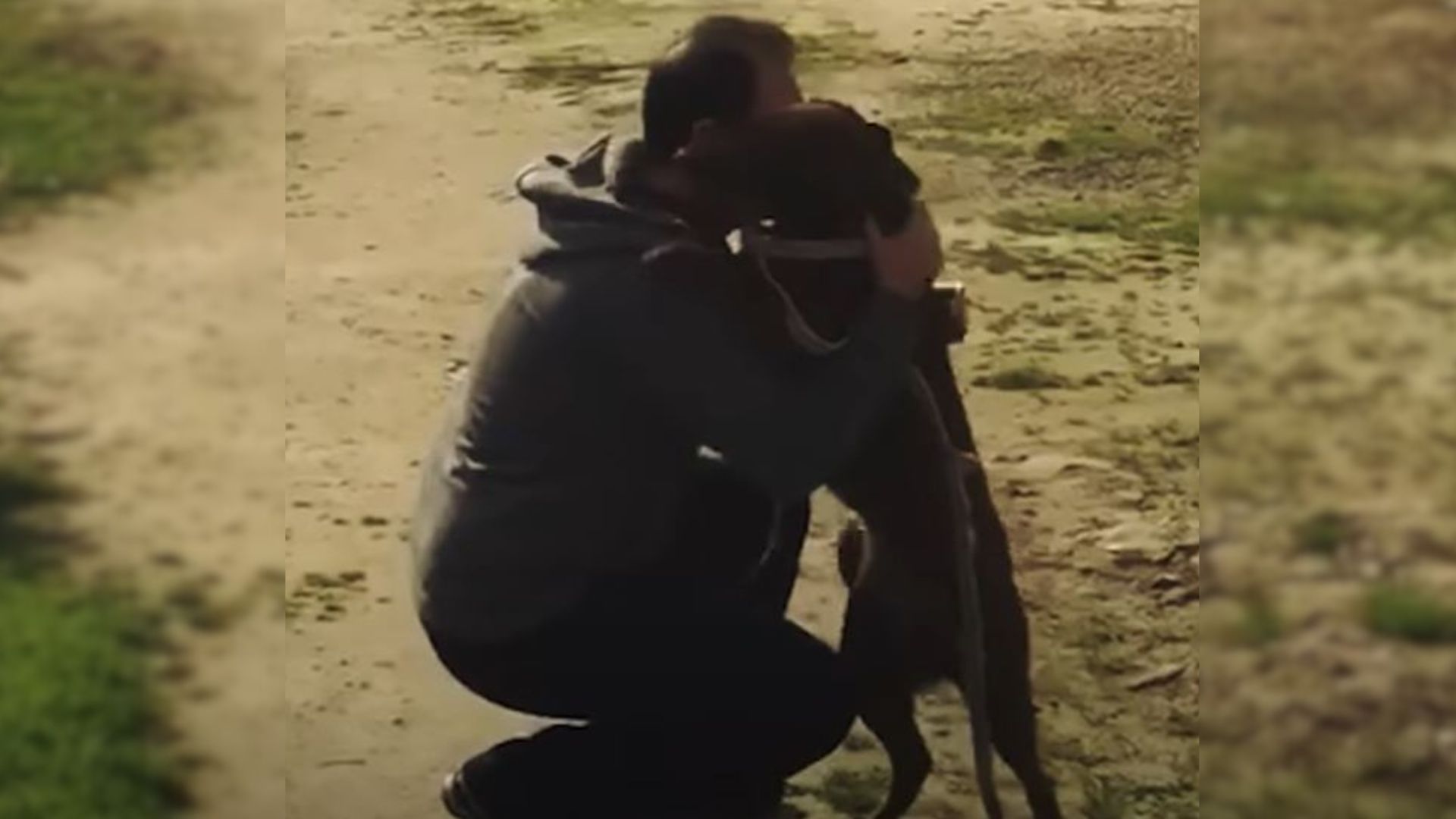 Lost Labrador Is Overwhelmed With Joy When She Is Reunited With Her Dad After 2 Years