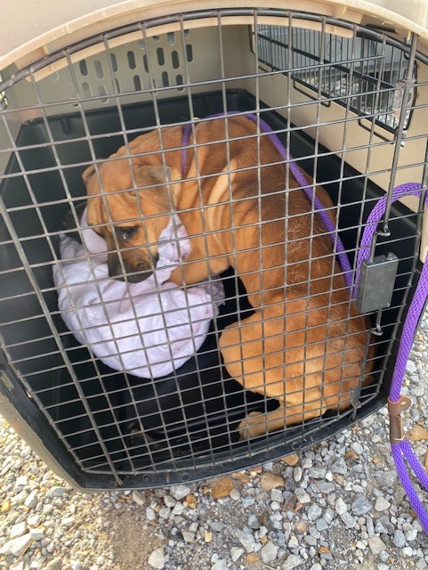 sad dog in a kennel