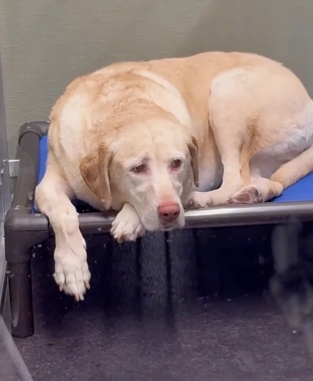 sad dog lying in blue bed