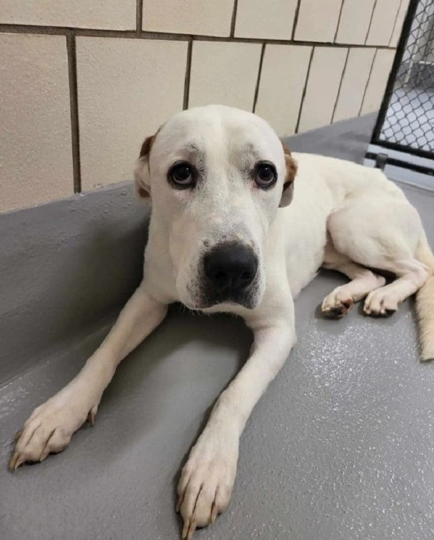 sad puppy in the shelter