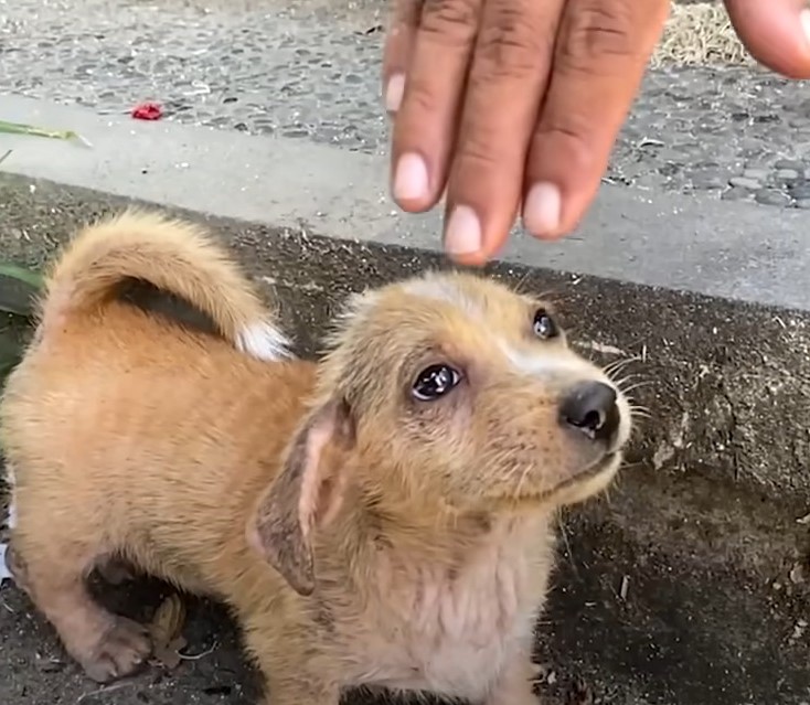 sad puppy looking at man