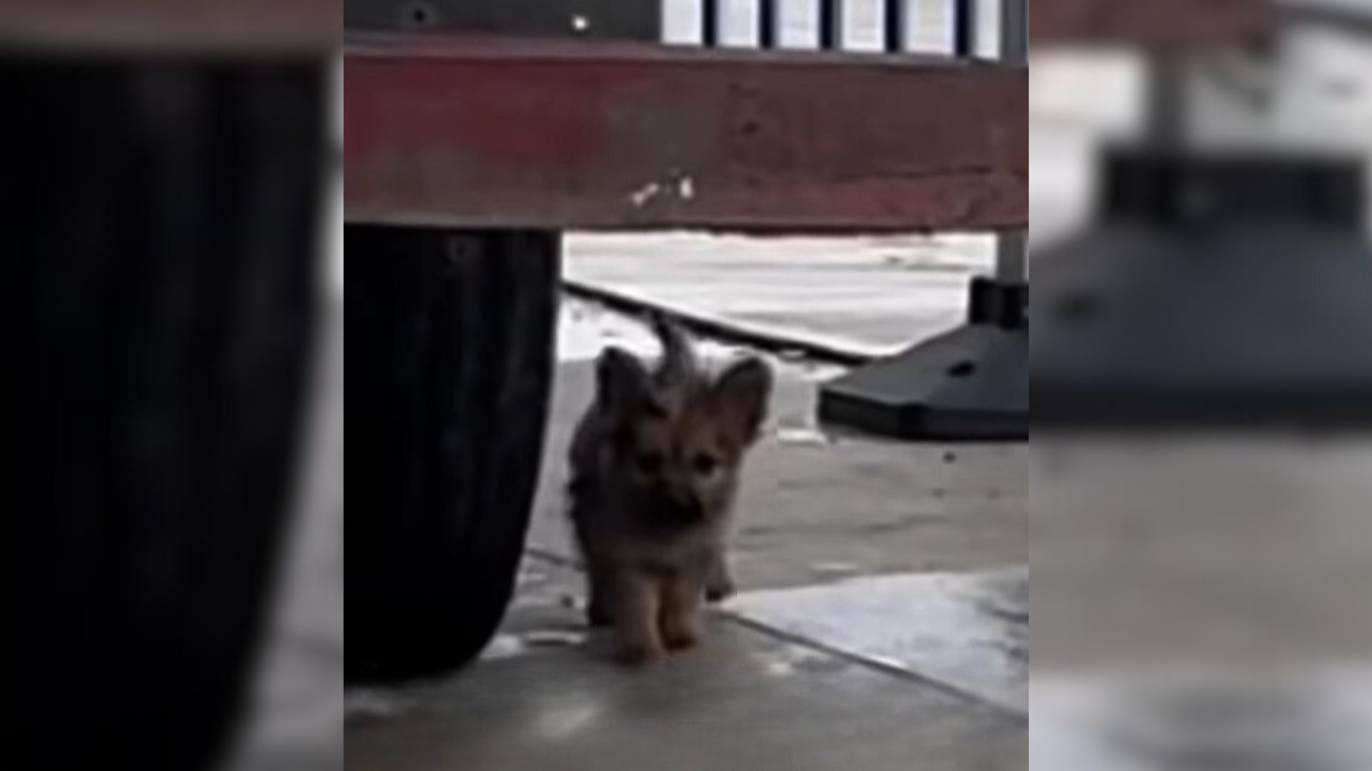 Sad Stray Puppy Who Struggled To Find Food Was Hiding Under A Construction Truck, Pleading For Help