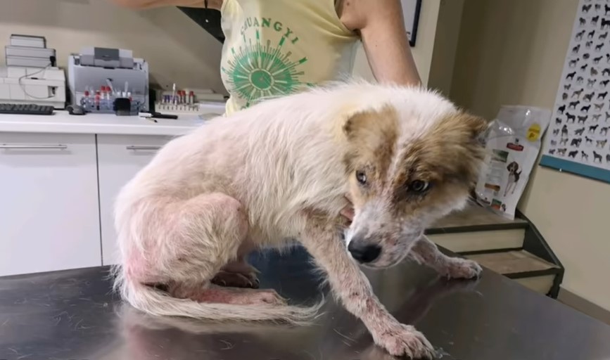 scared dog at the vet clinic