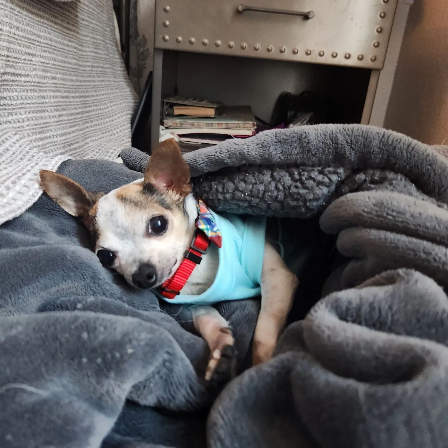 senior chihuahua laying