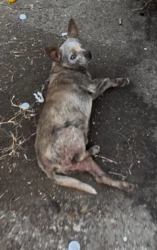 senior dog lying on ground