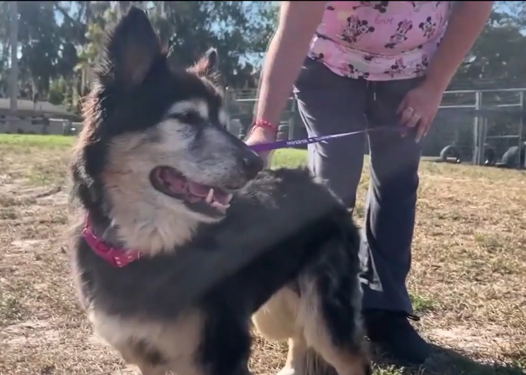 senior dog on leash