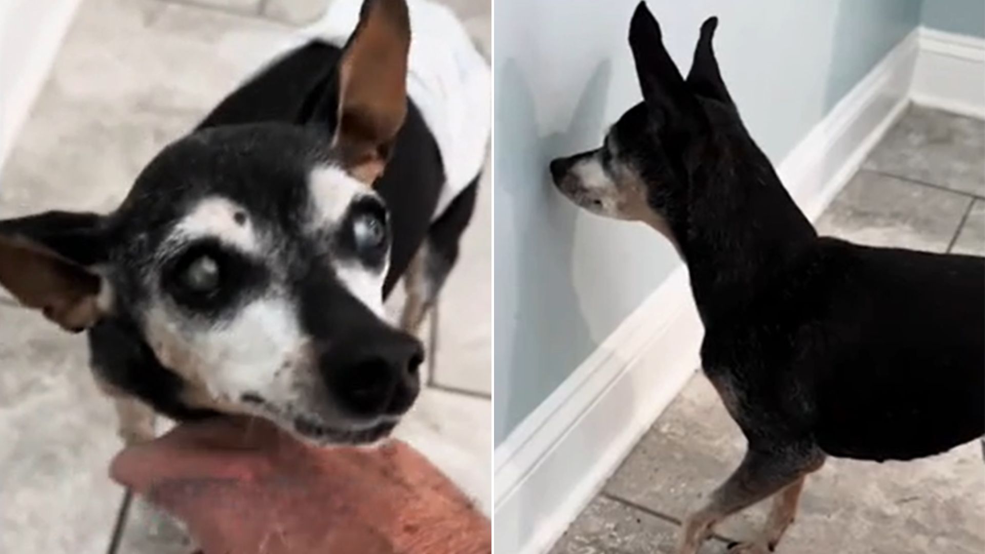 Dog With Dementia Waits By The Door To Greet His Dad, Forgetting He’s Already Home