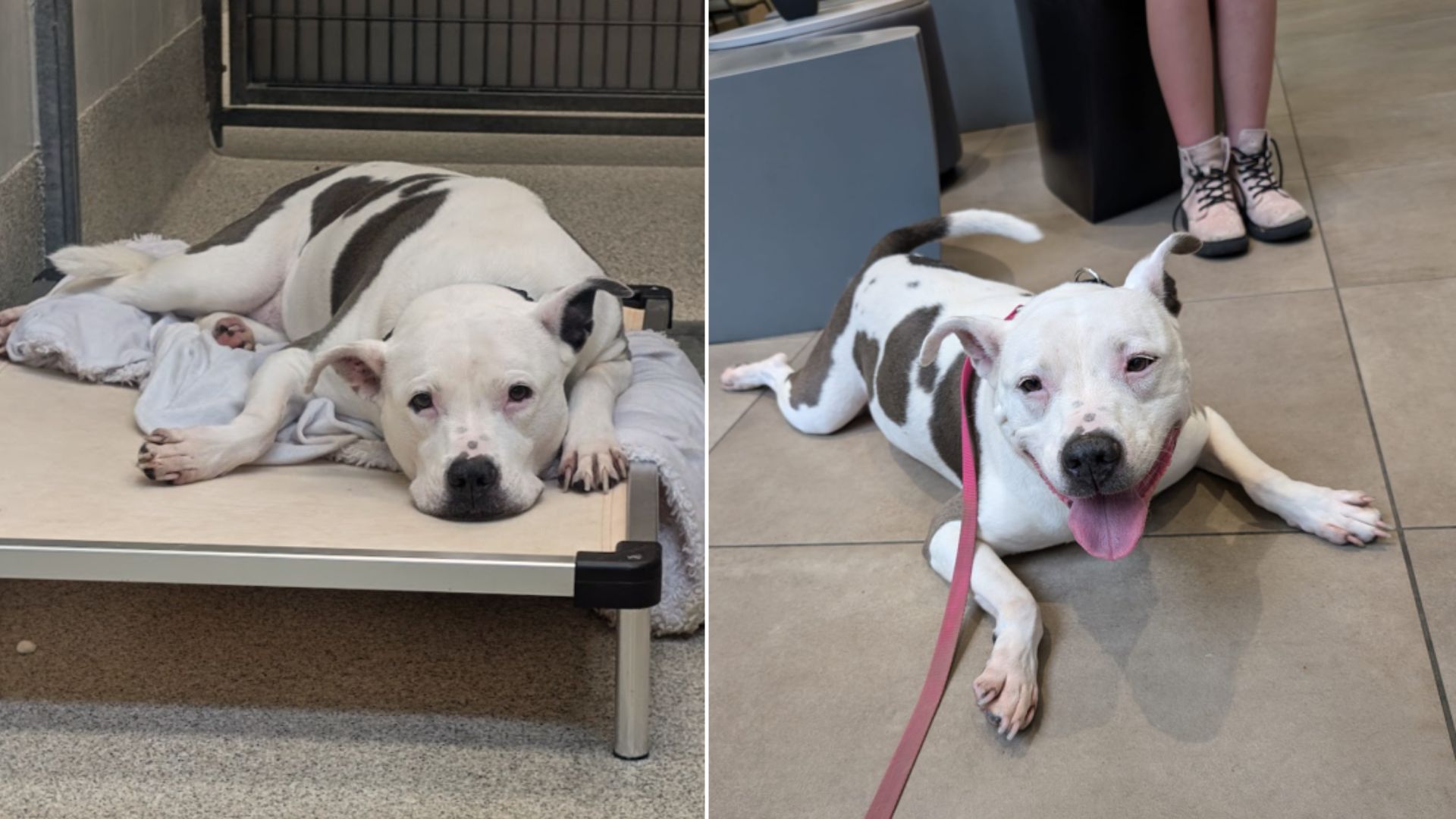 Senior Shelter Dog Completely Transformed After Realizing She’s Going Home