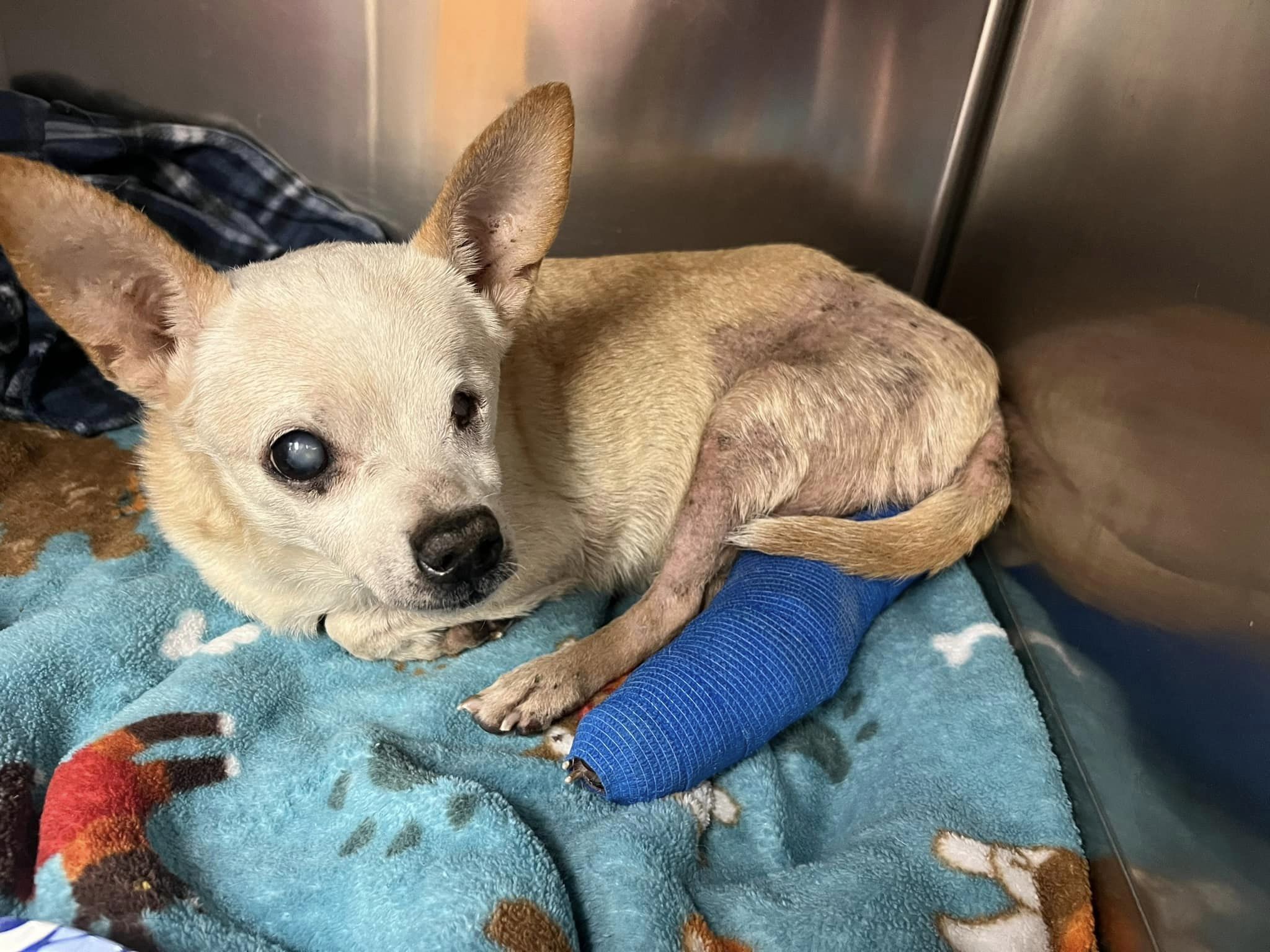 shelter dog wearing a blue cast