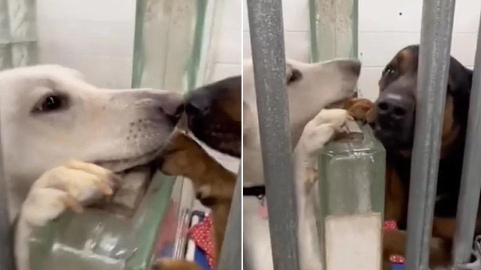 Witness How These Sweet Shelter Dogs Comfort Each Other When They Feel Sad