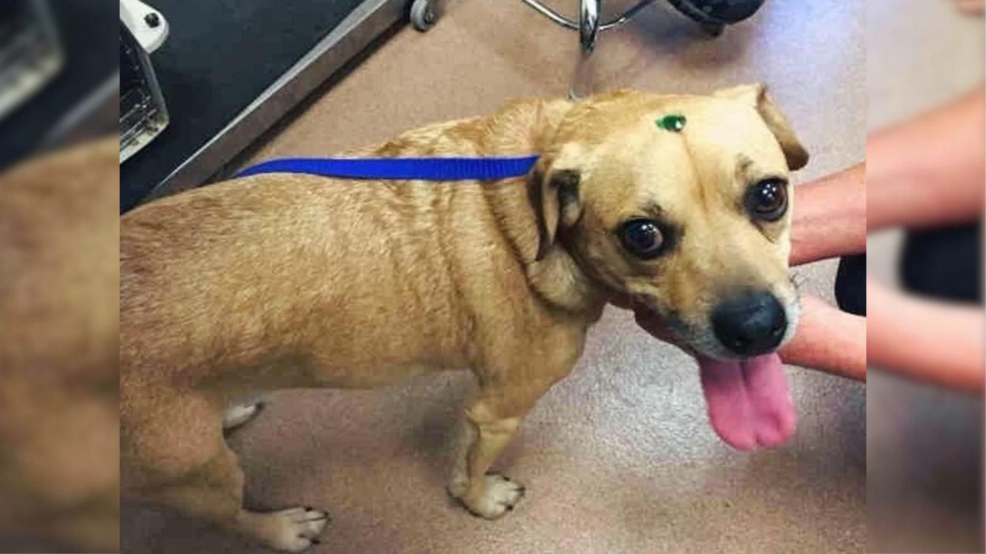 Rescuers Saved 2 Adorable Dogs And Noticed Something Unusual Stuck On Their Heads