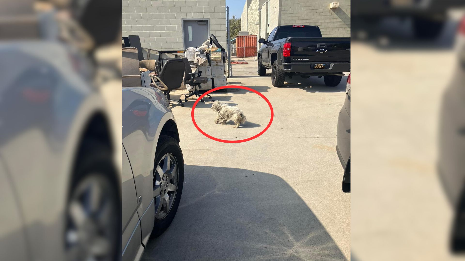 School Worker Stumbles Upon The Most Unexpected Surprise Buried Under An Old Couch In Trash