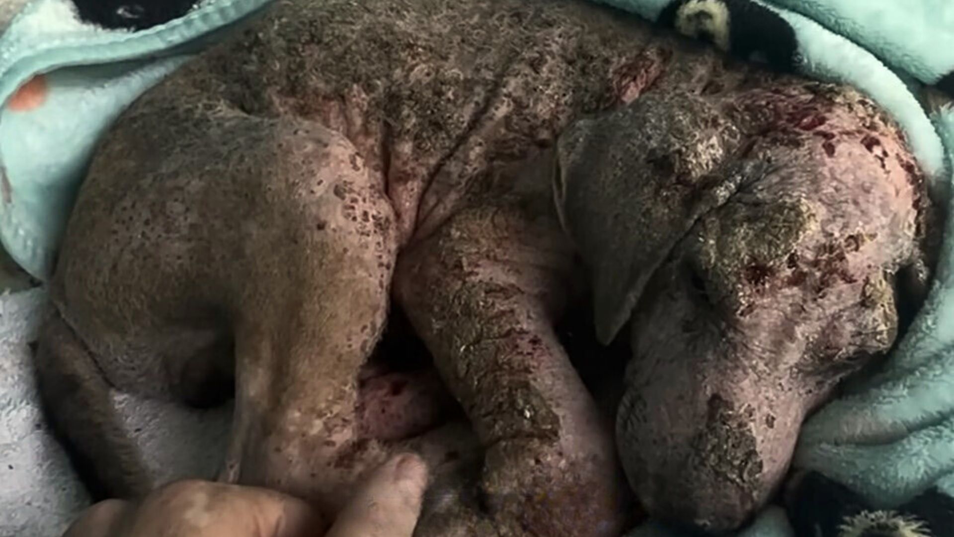 Puppy With Severe Skin Problems Finally Recovers And Surprises Rescuer With His New Fur Coat