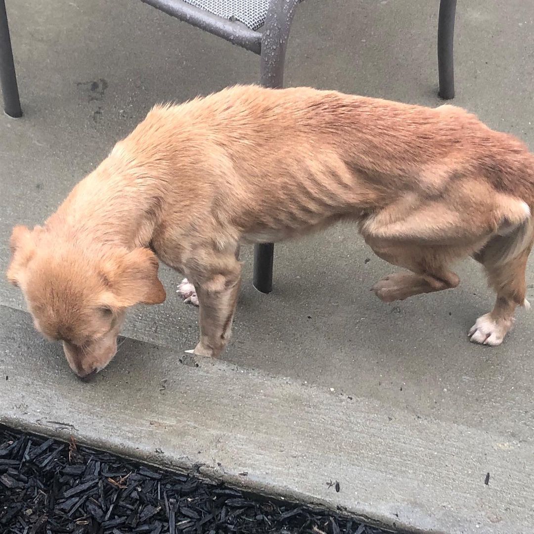 skinny injured stray dog