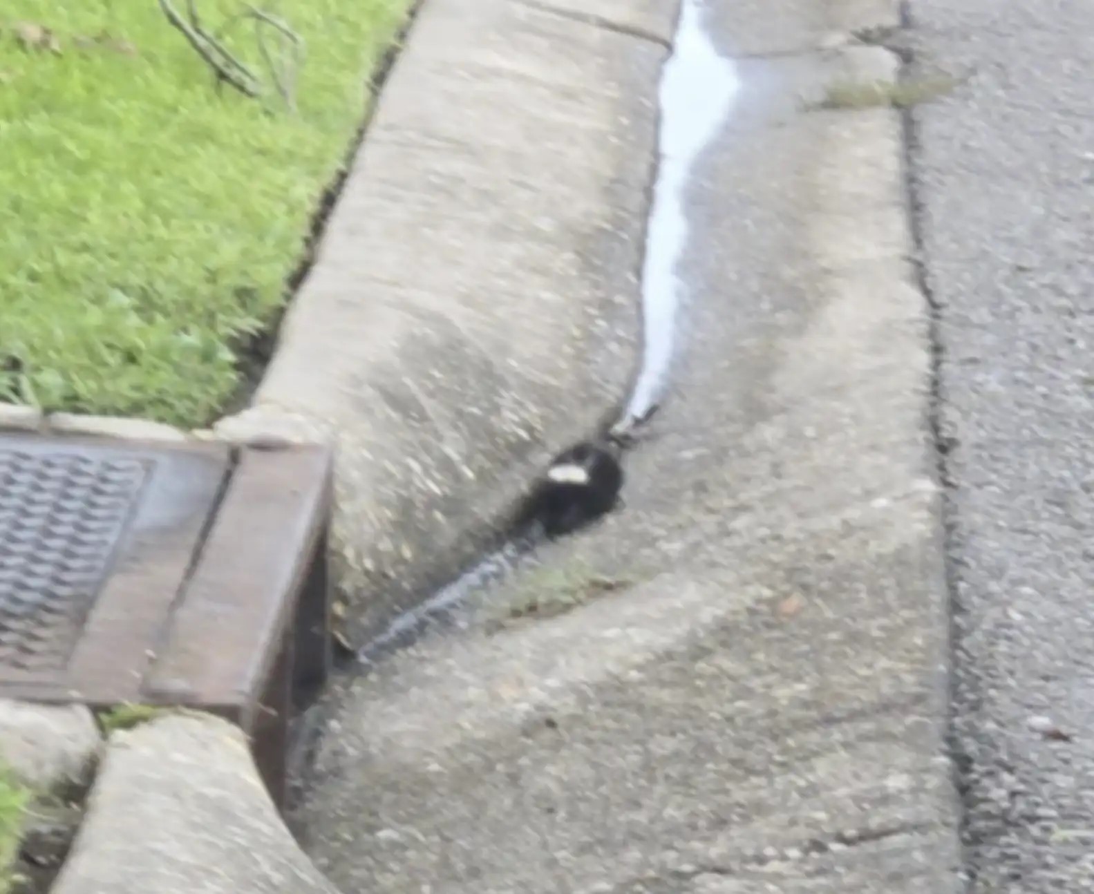 small animal near storm drain