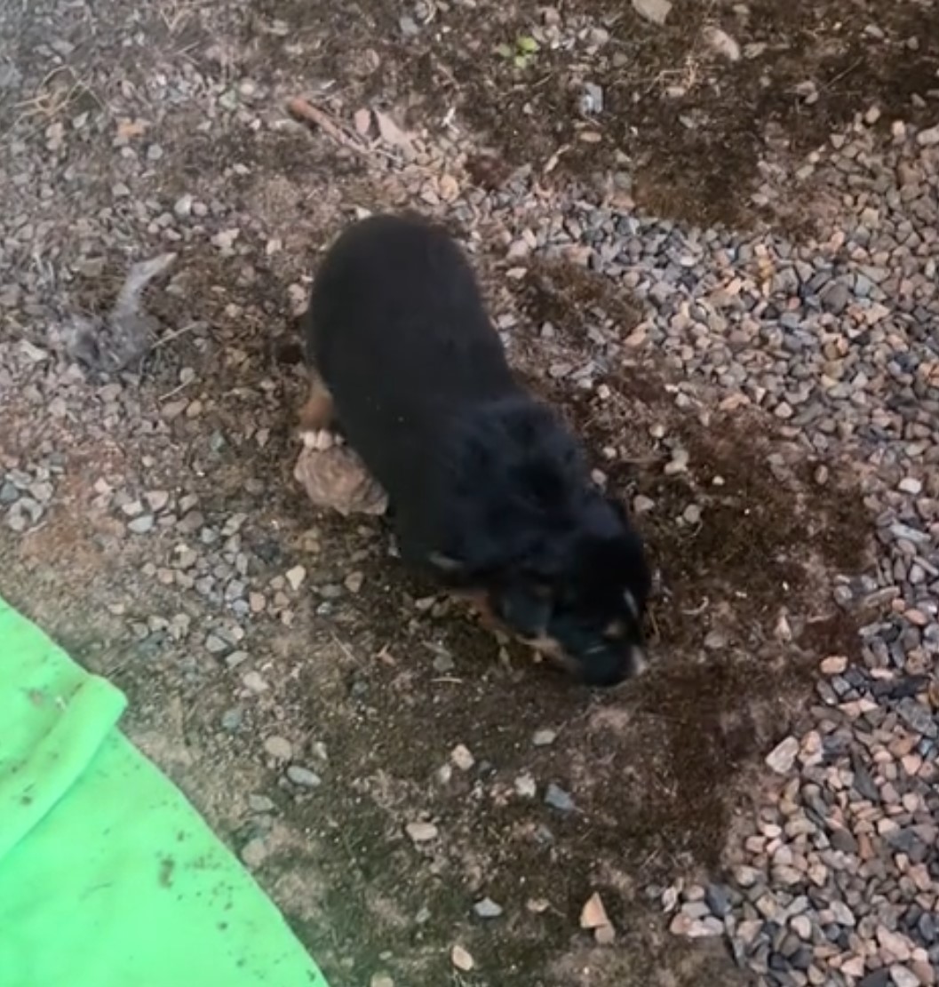 small black puppy