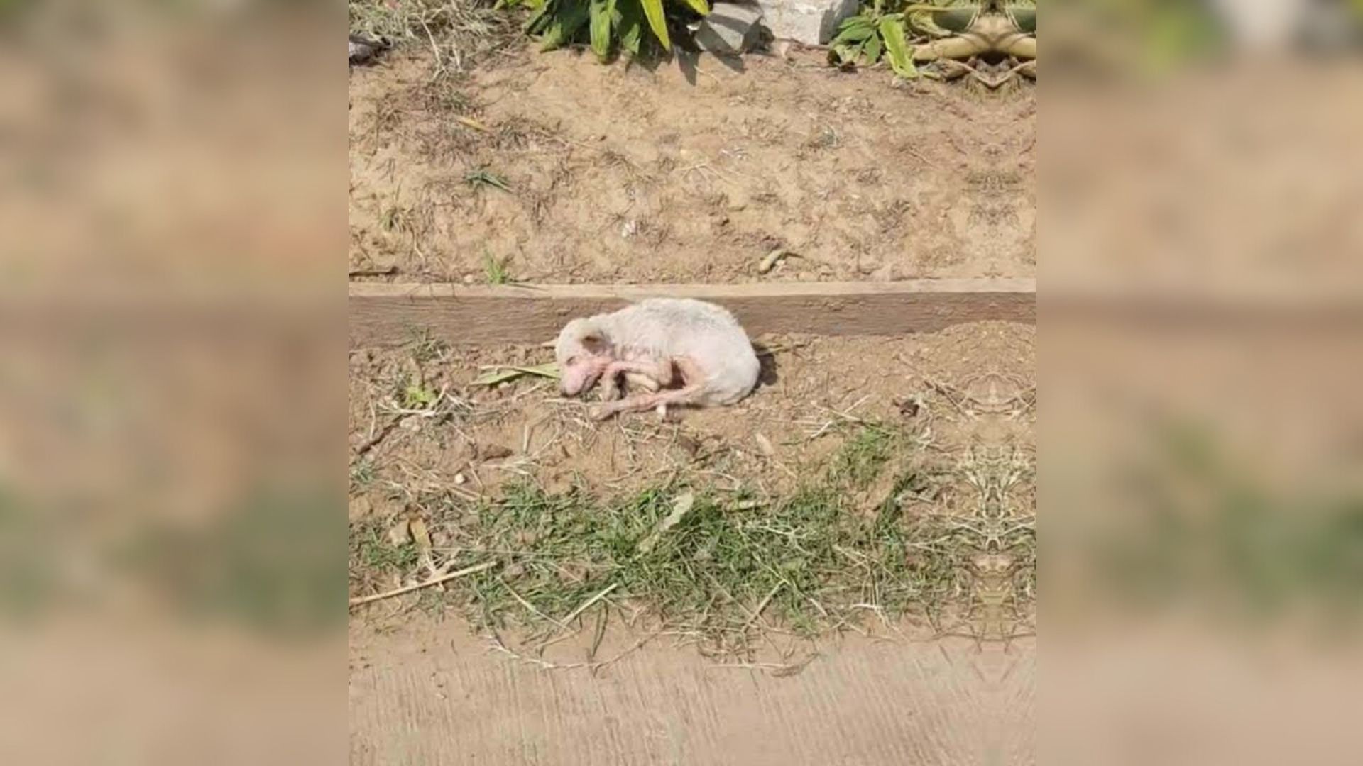 Puppy With Scabies Was Struggling To Survive But An Amazing Rescuer Would Give Him A New Chance