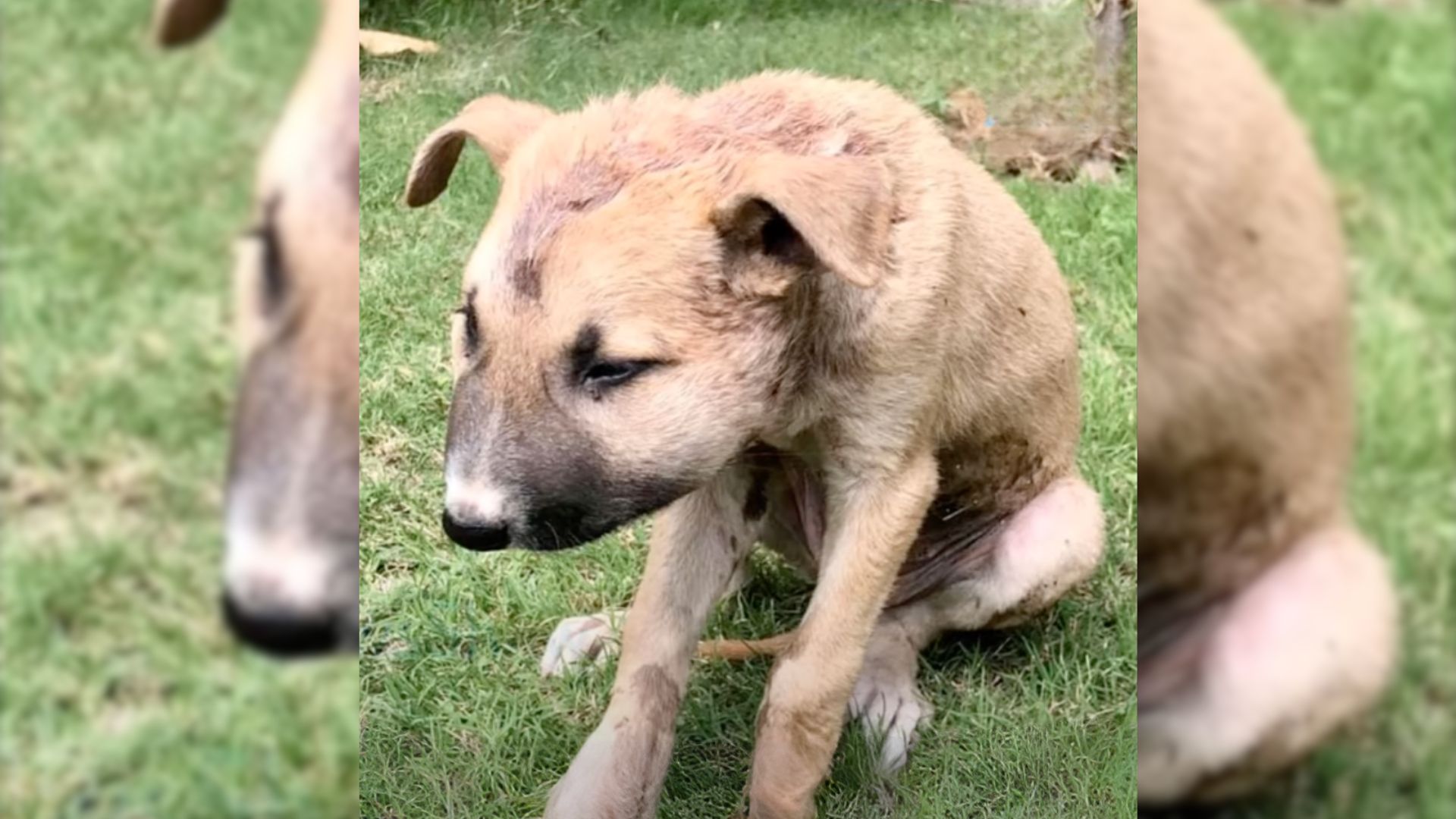 Small Puppy With A Swollen Face Was Dumped On The Street By Her Owners