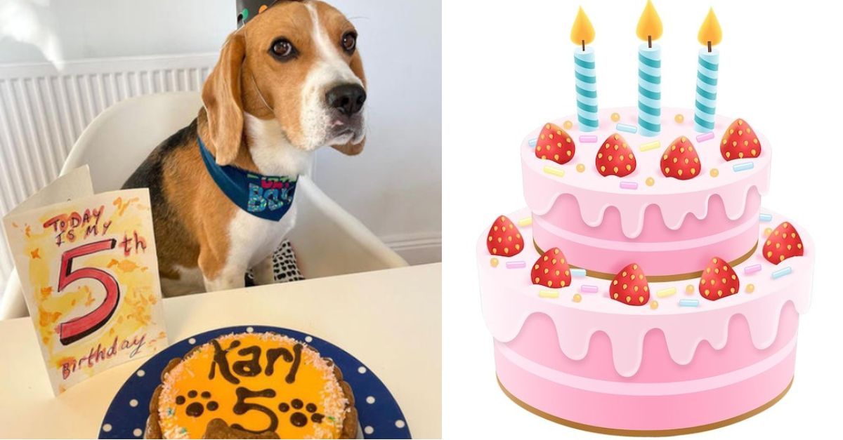 Happy Birthday Kari, this is also the first birthday Kari has celebrated after 5 years of living in the shelter