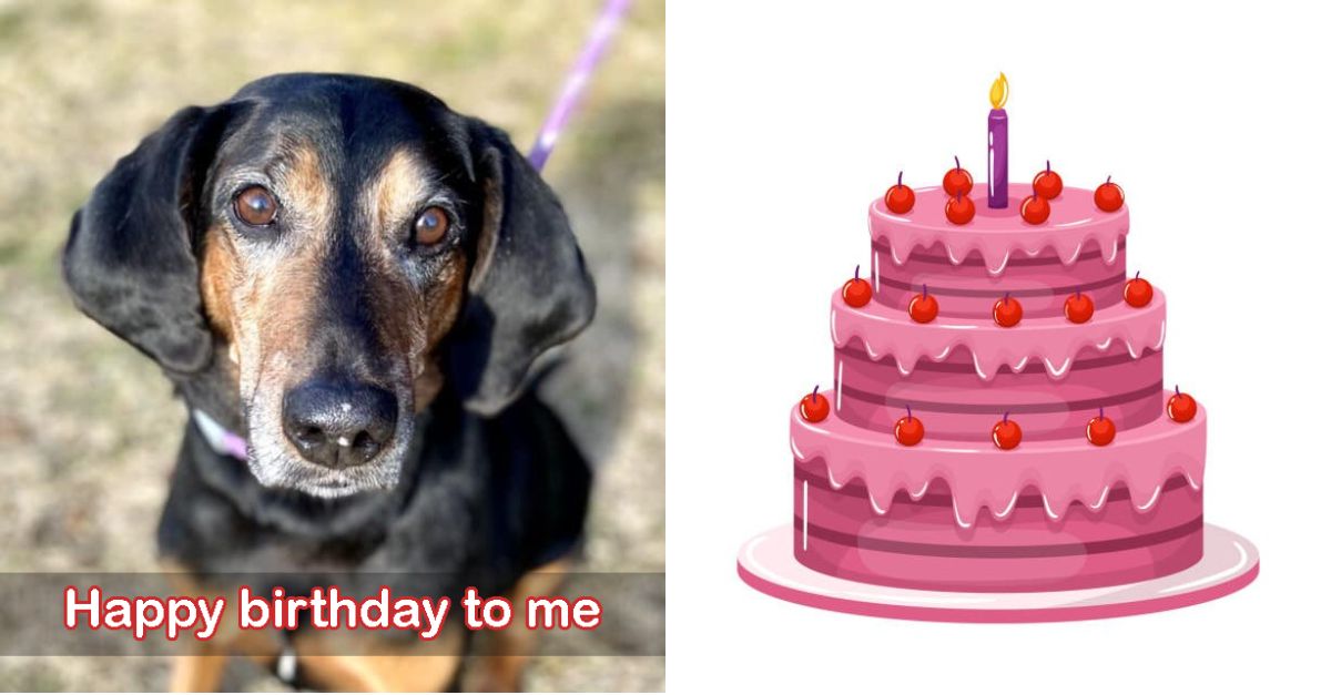 My 6th Birthday Wish: I just want a home and warm hugs