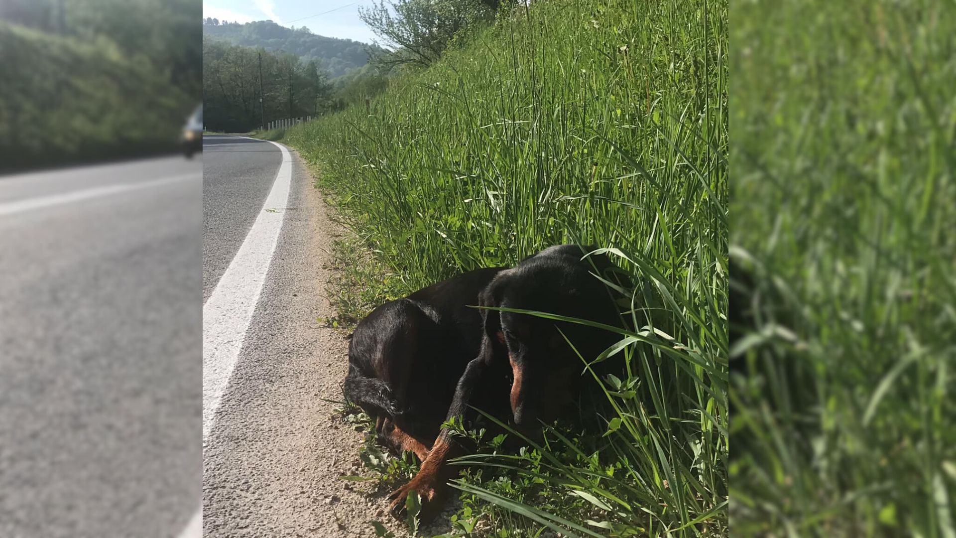 Man Realized There Was Something In The Grass Near The Highway So He Went To Check It Out