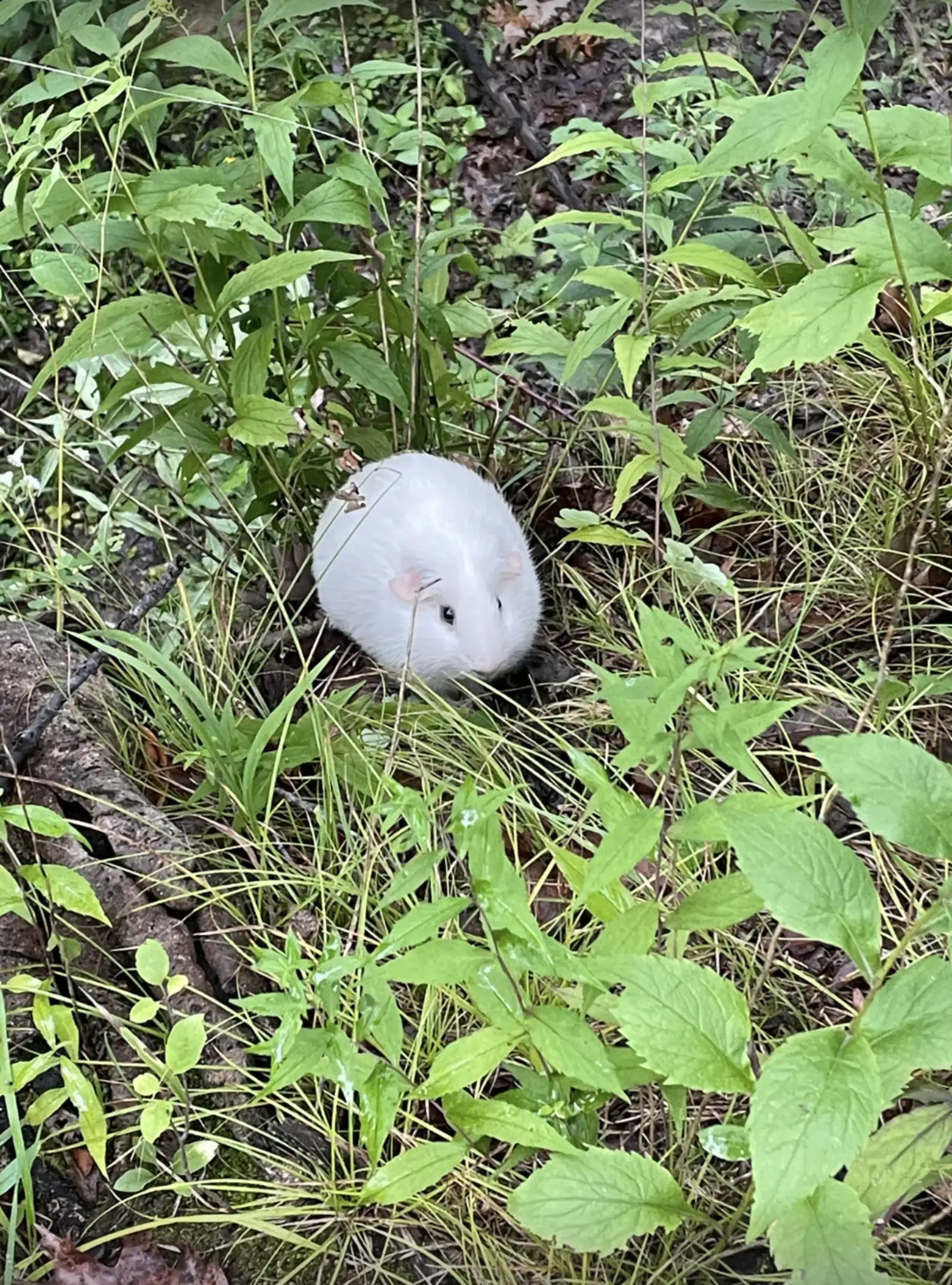 souped-up white rabbit in the grass