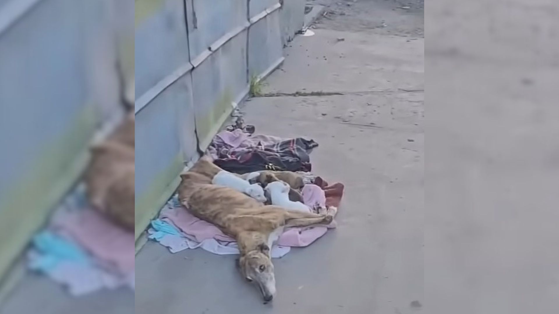 Starving Mama Dog Lying On Dirty Clothes Begs Kind Rescuers To Save Her Babies