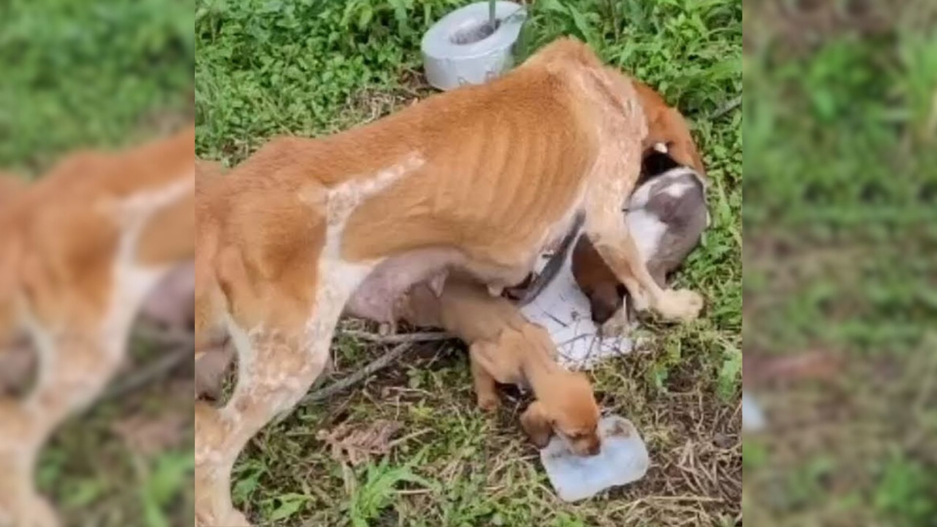 Rescuers Discover Starving Mom Dog Tied To A Fence Struggling To Feed Her Puppies