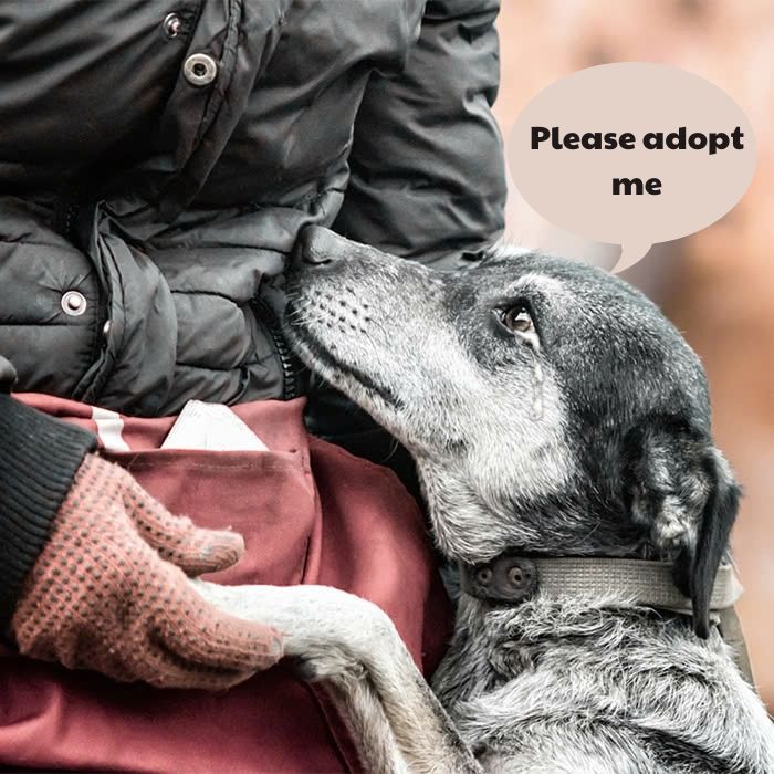 This stray dog ​​hugged a passerby’s leg, begging them to adopt him