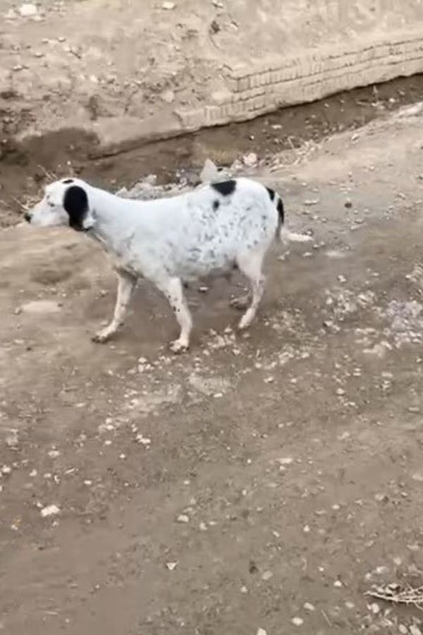 stray black and white dog