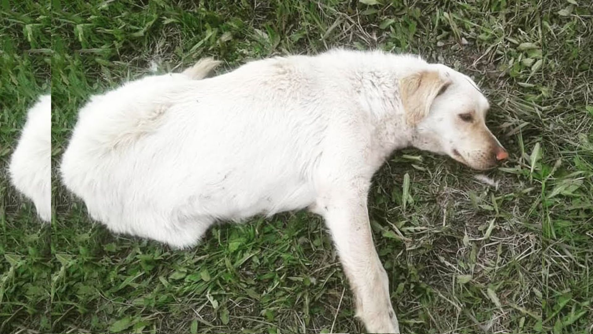 Rescuers Were Shocked To Find This Stray Pup Was Paralyzed After A Horrible Accident