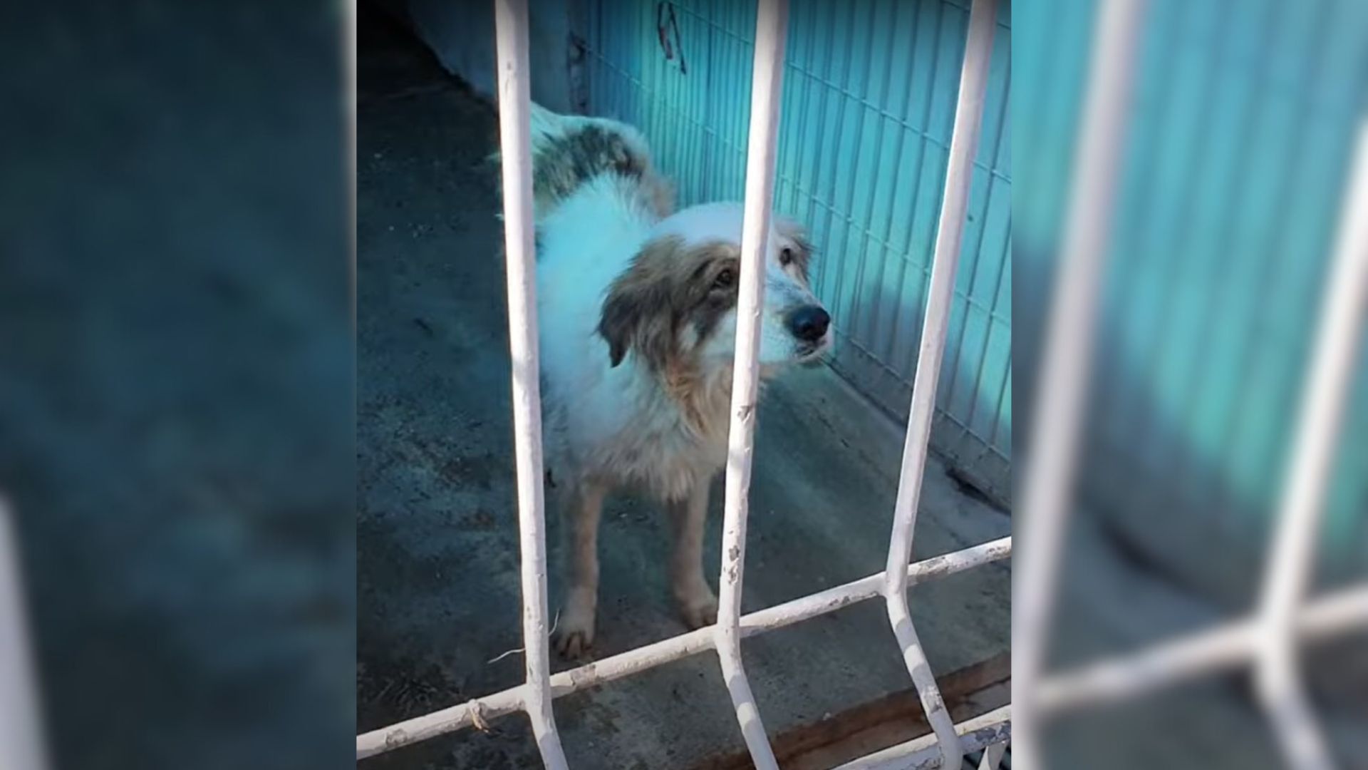 Rescuers Save A Stray Dog From The Streets, Only To Learn About Her Heartbreaking Condition