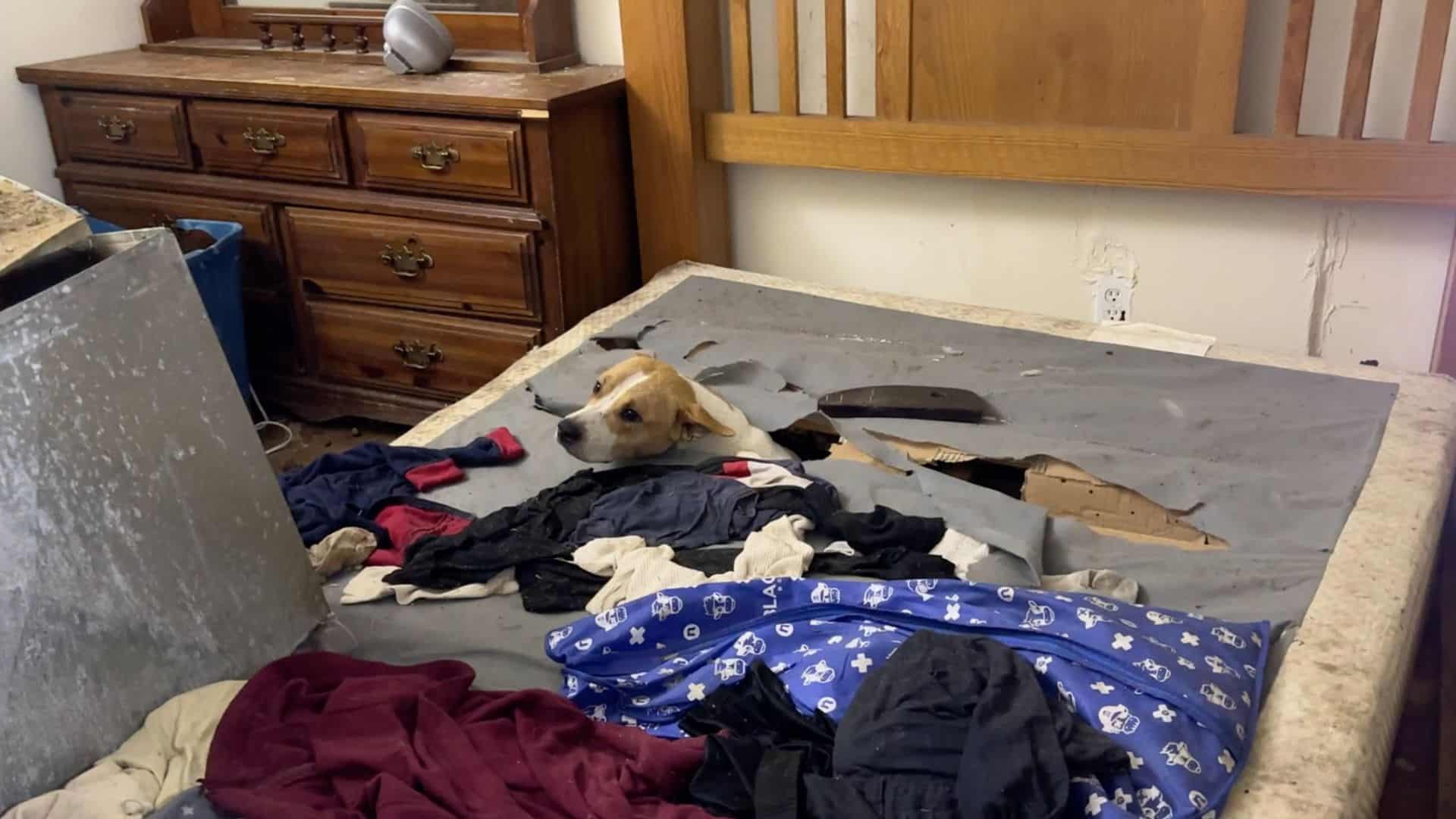 Rescuers Come To Save A Stray Dog Only To See A Surprise Waiting In An Old Mattress