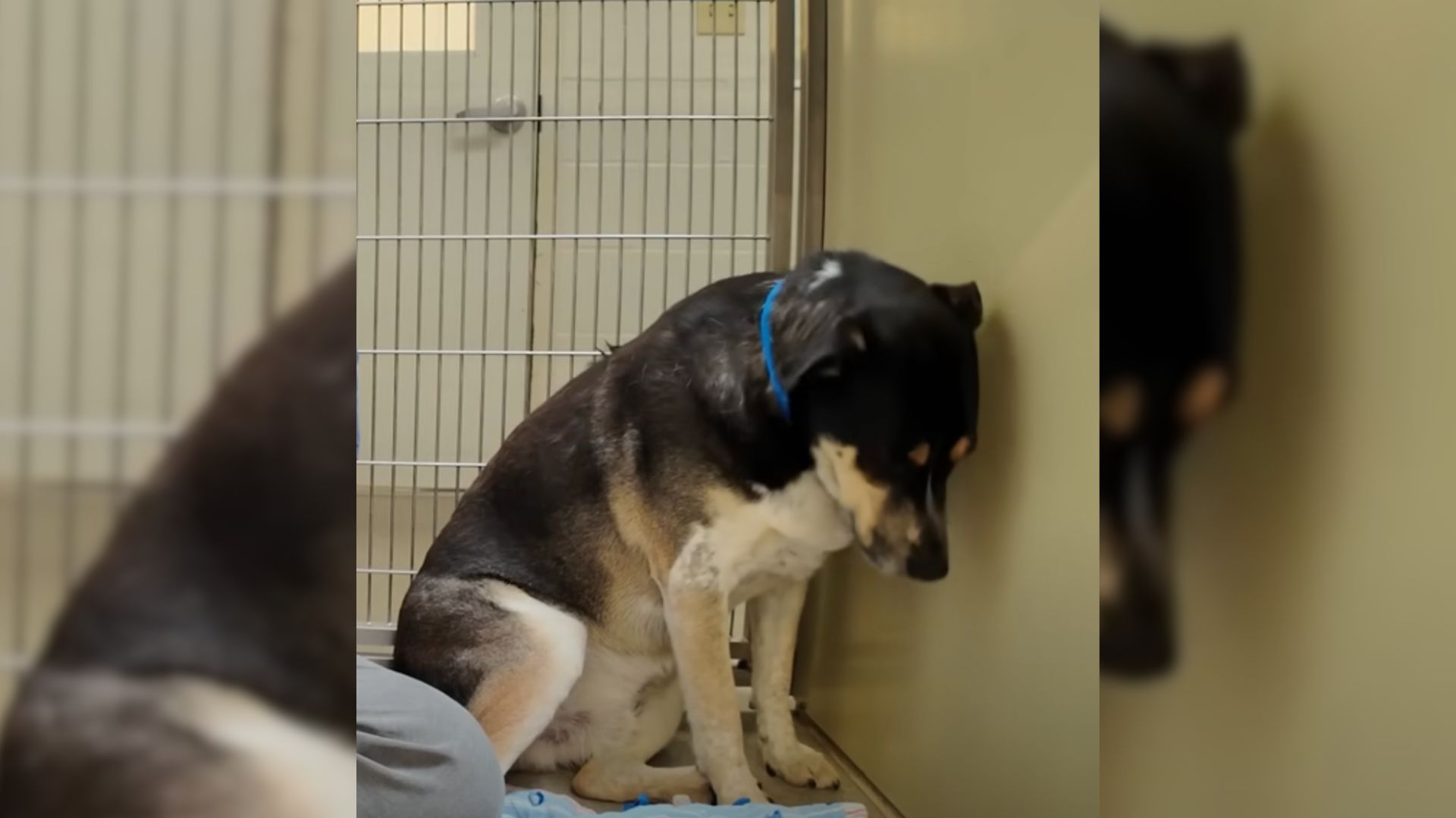 Heartbroken Dog Returned To Shelter Keeps Staring At The Wall, Shutting Down From The World