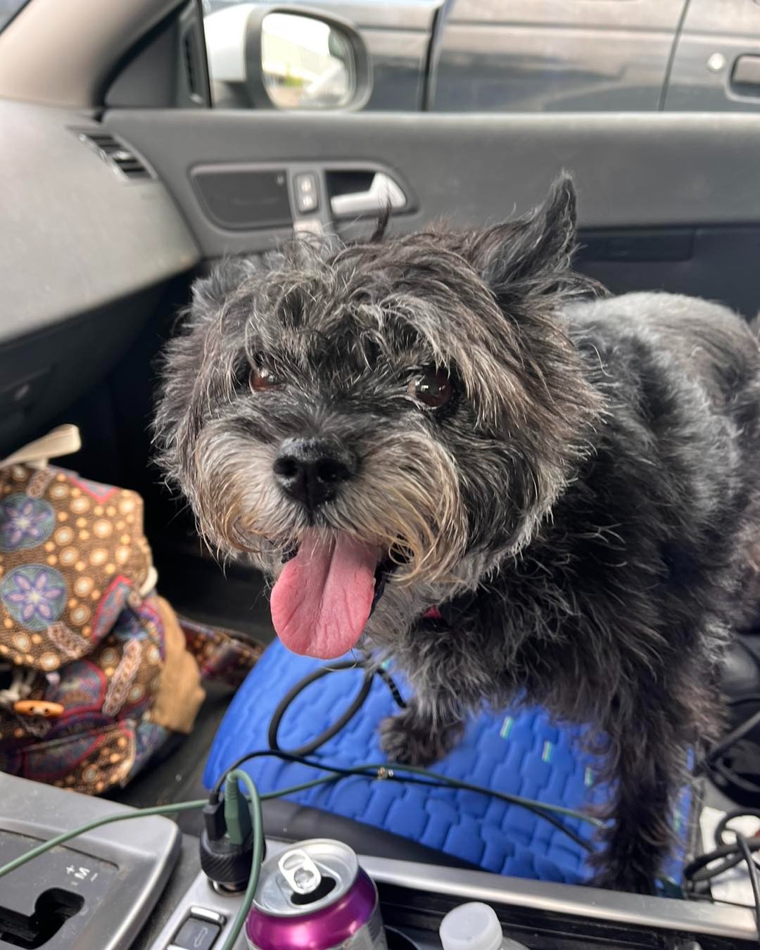 sweet black dog in car