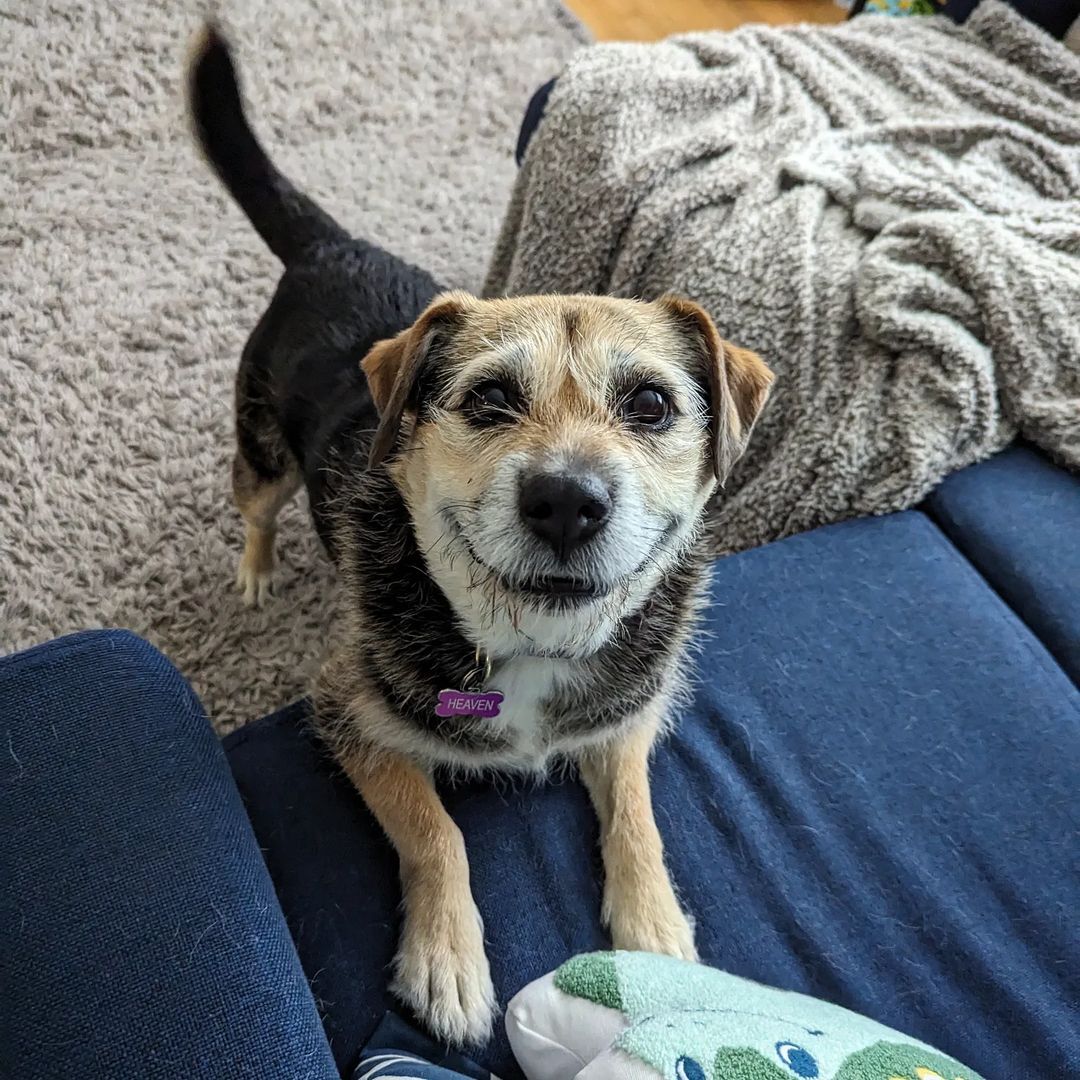 Sweet dog climbing on a couch