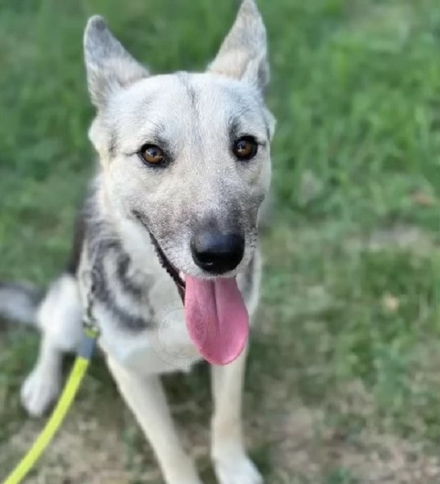 sweet dog on a leash