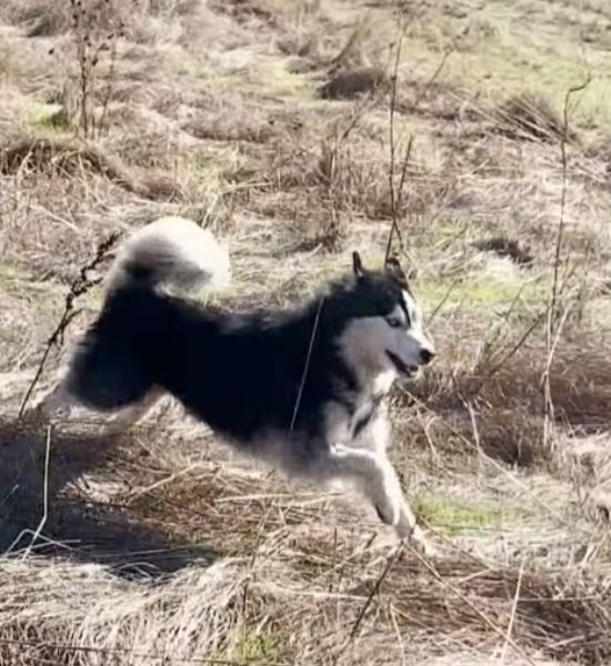 sweet husky