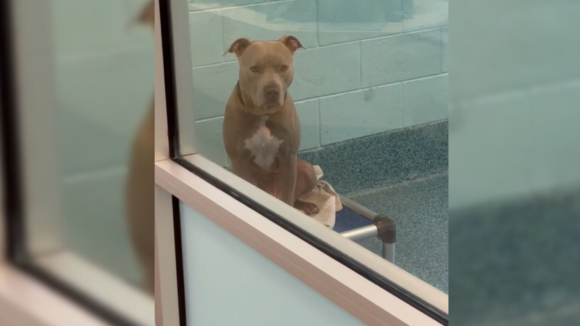 Sweet Pittie Spends 785 Days Watching People Pass By His Kennel Because He Looks Intimidating